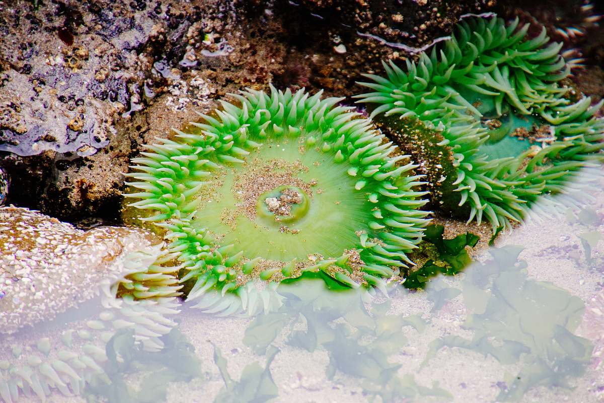 sea anemone green corals sea life